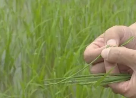 水稻病蟲(chóng)害來(lái)襲 江夏打響萬(wàn)畝稻田&ldquo;保衛(wèi)戰(zhàn)&rdquo;