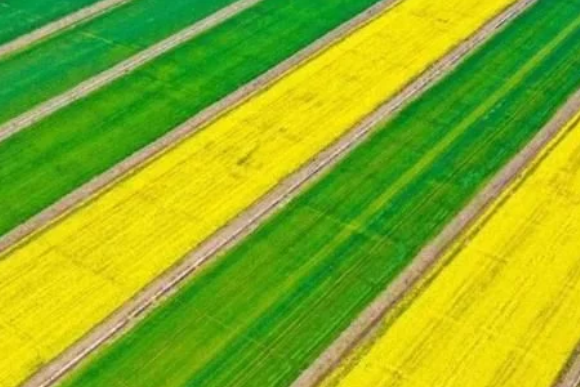 稻谷種植知識(shí)，熟知各類(lèi)抗蟲(chóng)藥的特點(diǎn)，做好針對(duì)性投放